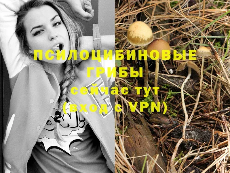 hydra ссылка  Новое Девяткино  Псилоцибиновые грибы MAGIC MUSHROOMS  наркотики 